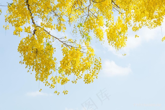 唯美黄金雨树木