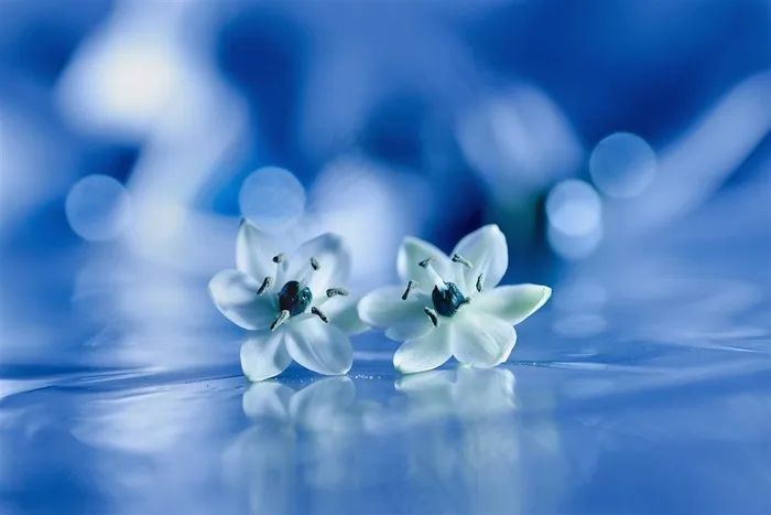 唯美梦幻白色花朵鲜花图片