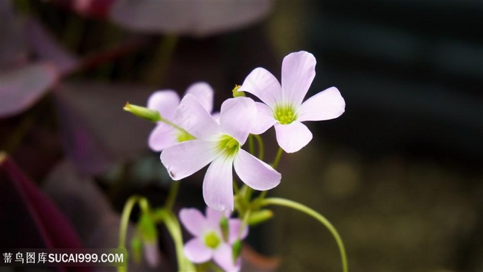 美丽粉色小花图片