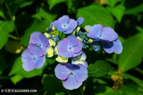 高清唯美绣球花鲜花图片 高清唯美绣球花鲜花图片