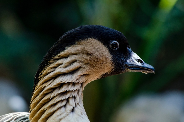 鸭子脖子特写图片