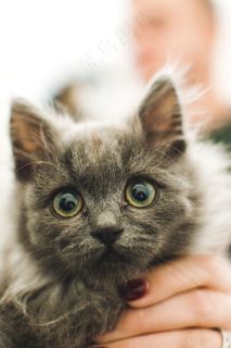 可爱灰色萌猫图片