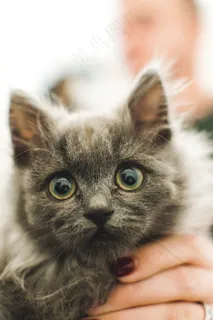 可爱灰色萌猫图片 可爱灰色萌猫图片