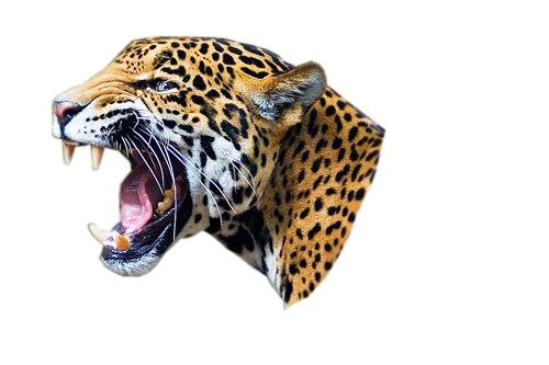 豹 PNG免抠(500x333)