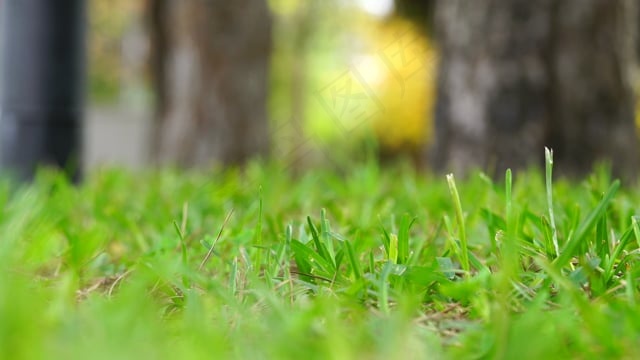 草, 宏观, 风, 绿色, 自然, 草本植物, 花园, 草地