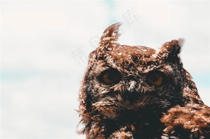 高清晰灰色猫头鹰壁纸