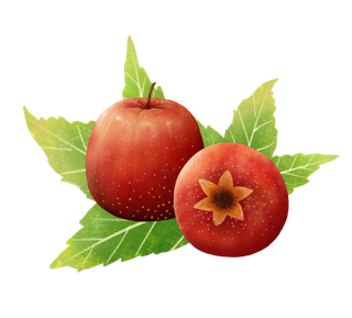 新鲜的山楂实拍素材 免扣