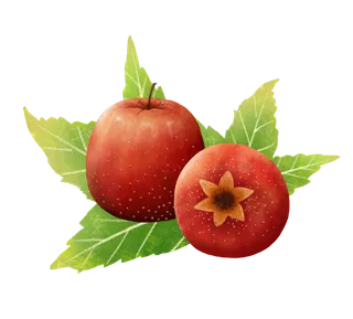 新鲜的山楂实拍素材 免扣