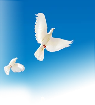 免扣蓝色鸽子实拍蓝色