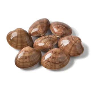 螺贝类带壳类(28)海鲜超市商品红酒白底图免抠实物摄影png格式图片透明底