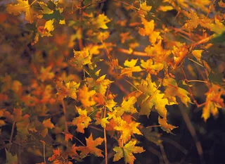 精美枫叶素材图片下载