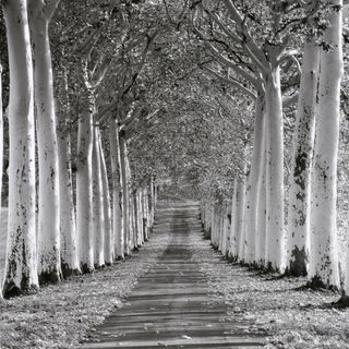 树木道路高清艺术插画