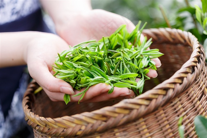 手捧着一把茶叶