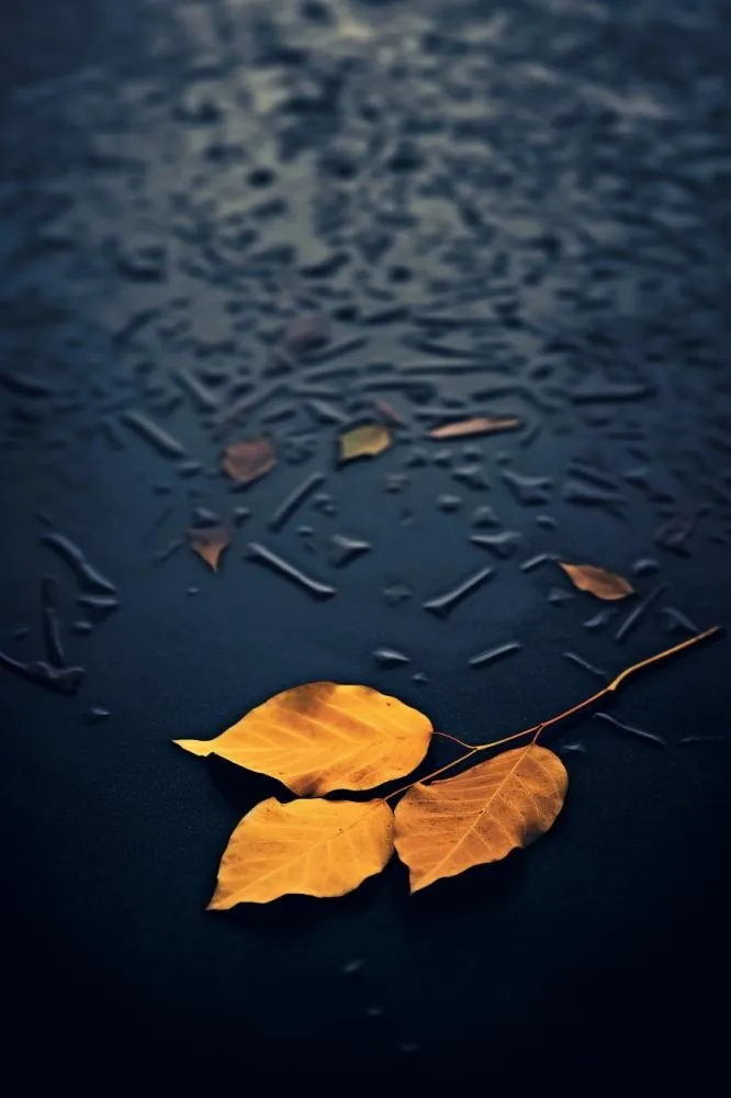 蓝色大气秋叶简约背景(896x1344)