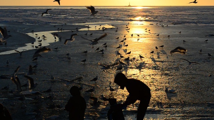 在日落时喂鸟的家庭