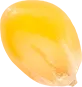 01_Popcorn Seed