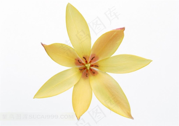 鲜花素材兰花特写