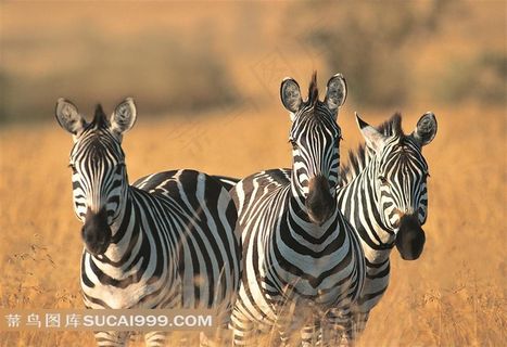 野生动物斑马群素材