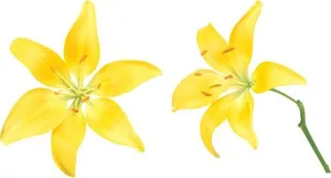 百合花免抠