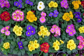 报春花培育图片