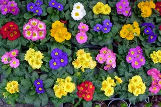 报春花培育图片