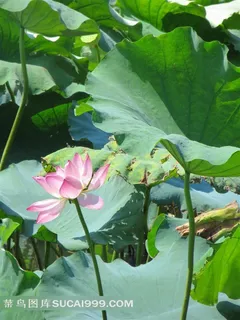 盛开的荷花 盛开的荷花