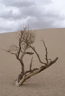 戈壁枯树图片素材 戈壁枯树图片素材
