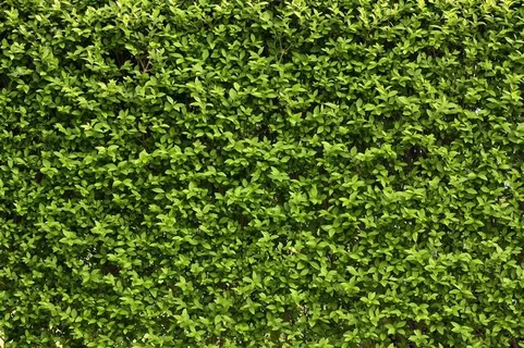 树叶系列 - 茂密美丽的叶子 树叶系列 - 茂密美丽的叶子