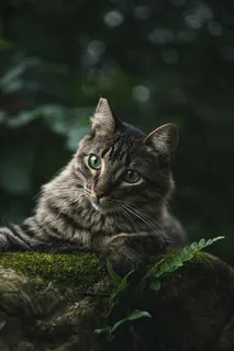 可爱猫咪猫猫摄影素材 可爱猫咪猫猫摄影素材
