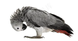 鹦鹉鸟元素