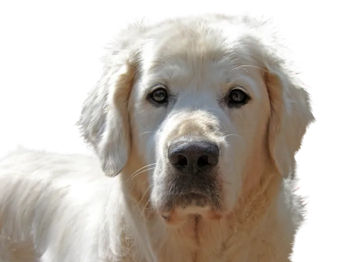 狗狗动物   v狗狗动物    狗狗动物
