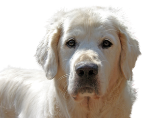 狗狗动物   v狗狗动物    狗狗动物