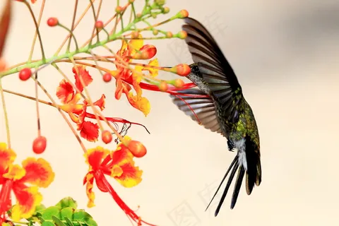 吸蜜蜂鸟图片 吸蜜蜂鸟图片