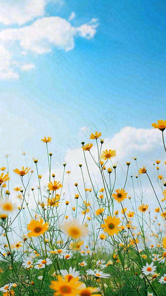 城市晴天阳光鲜花春天蓝天白云，立夏小满