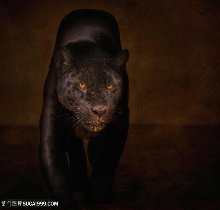 唯美野生动物黑豹图片