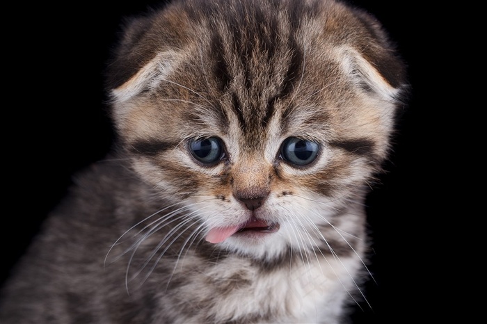 吐舌头的猫咪图片