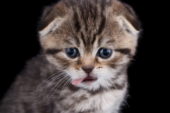 吐舌头的猫咪图片