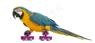 鹦鹉鸟元素