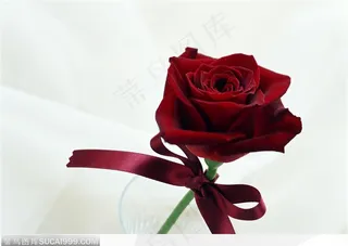 一束火红的玫瑰