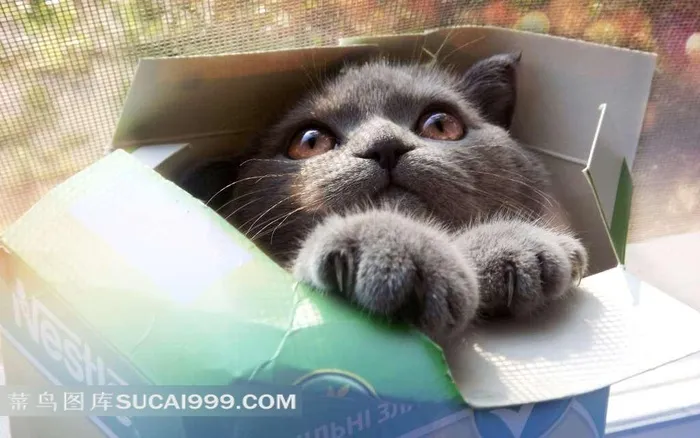 箱子里的小猫咪