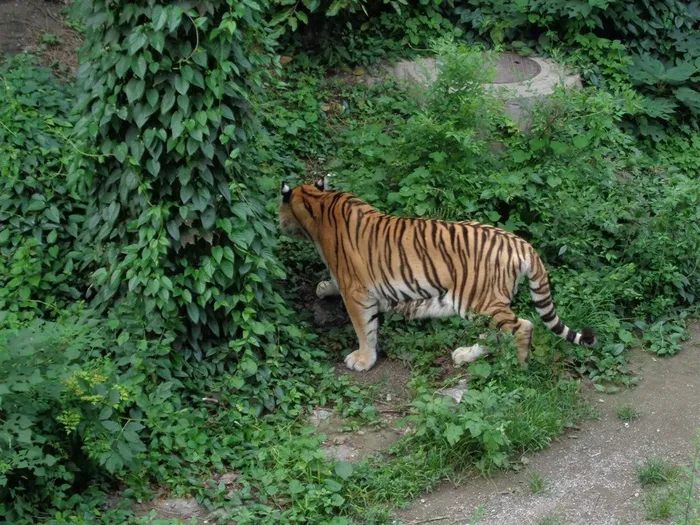 猫科动物东北虎高清图