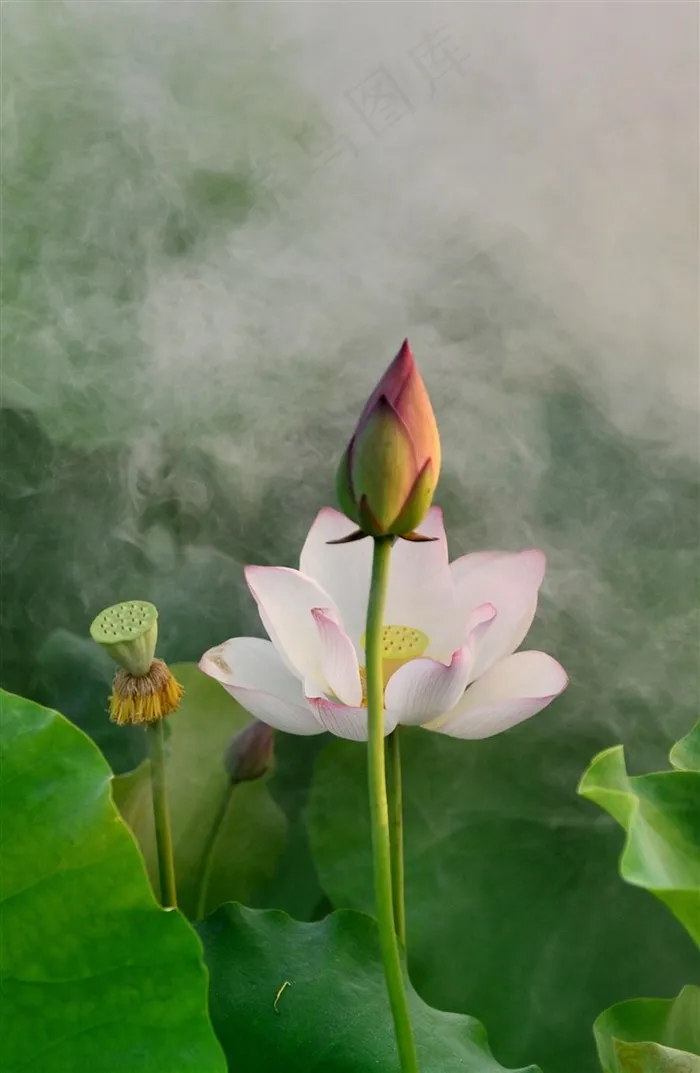 瑶池花开又一年