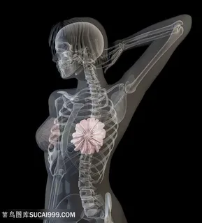 高清图片女性乳房透视