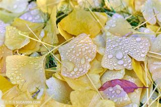 秋天金黄的银杏树叶