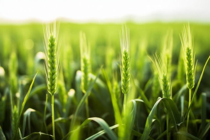 小麦麦穗稻穗摄影图素材背景