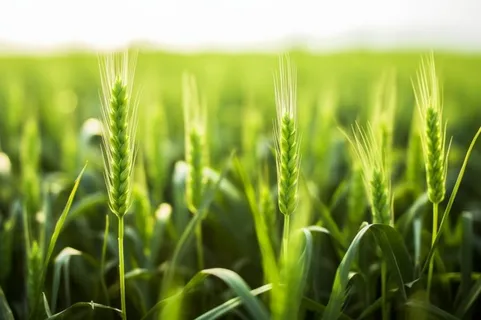 小麦麦穗稻穗摄影图素材背景