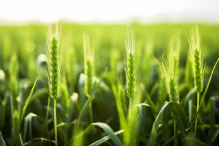 小麦麦穗稻穗摄影图素材背景