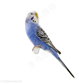 鹦鹉特写高清图 鹦鹉特写高清图