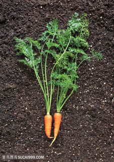 红萝卜菜地新鲜蔬菜种植基地图片