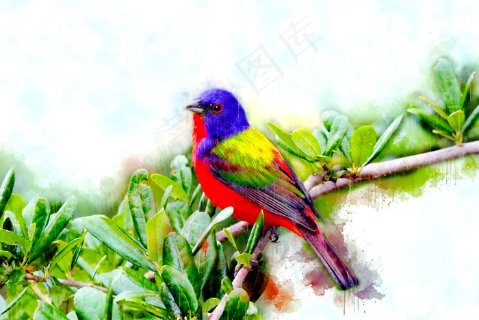 漂亮小鸟水彩画图片